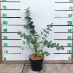 Eukalyptus (Eucalyptus cinerea) ´SILVER DOLLAR´ - výška 30-50 cm, kont. C3L (-13°C)